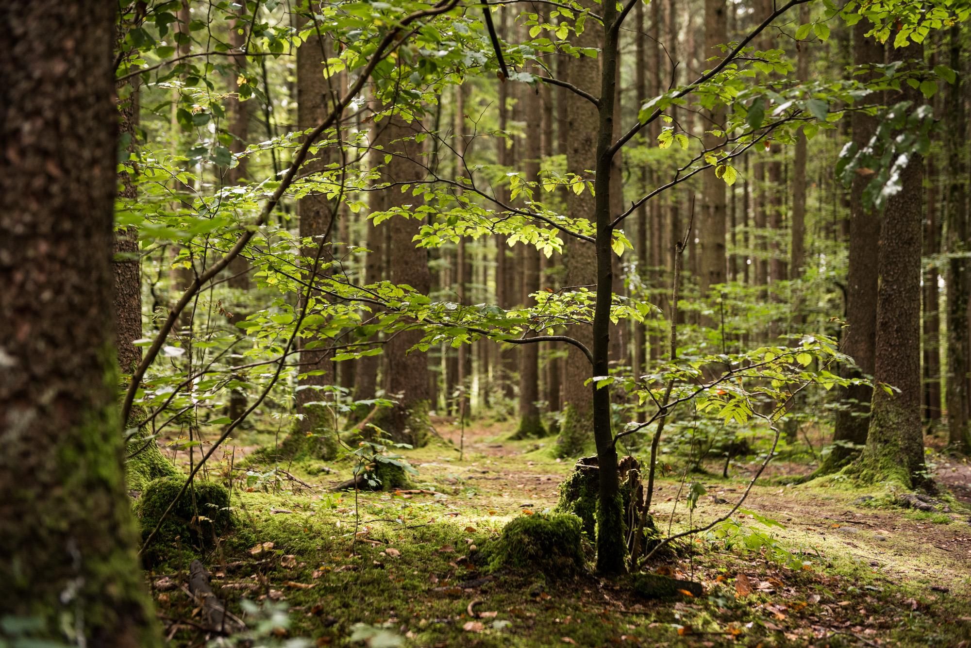 Meditative Naturwanderung