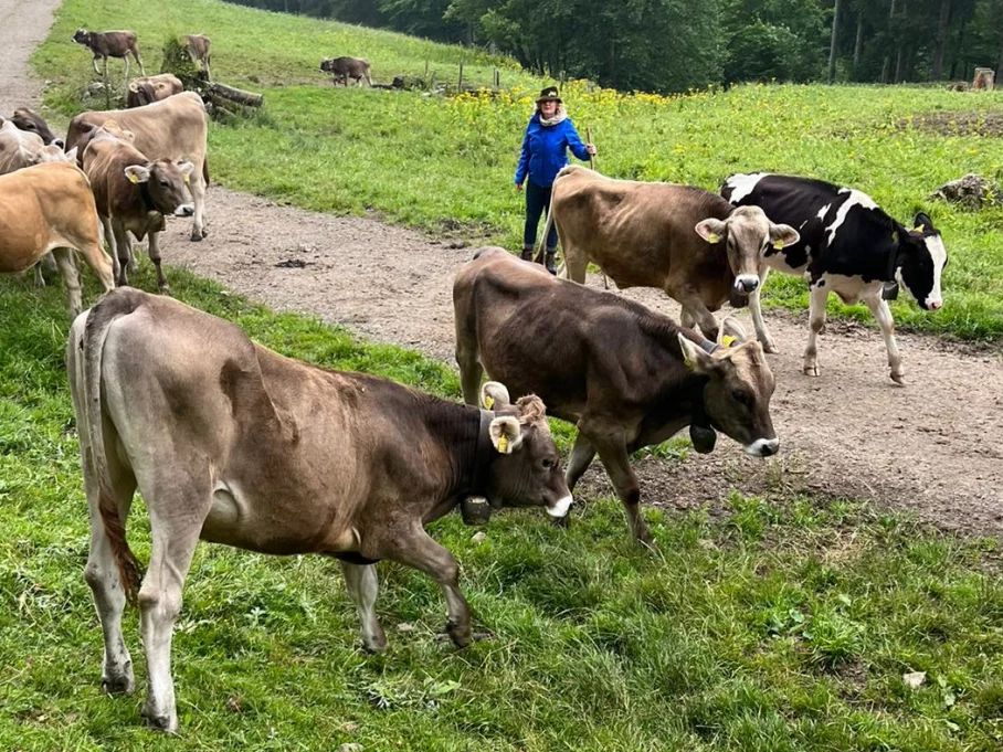 Die Kühe müssen regelmäßig eingetrieben werden - Hörnerdörfer im Allgäu