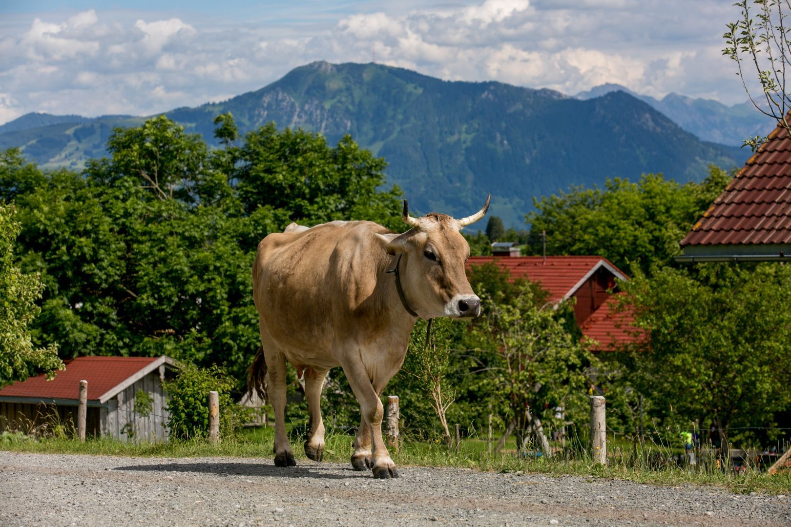 Allgäuer Kühe im Allgäuer Bergbauernmuseum