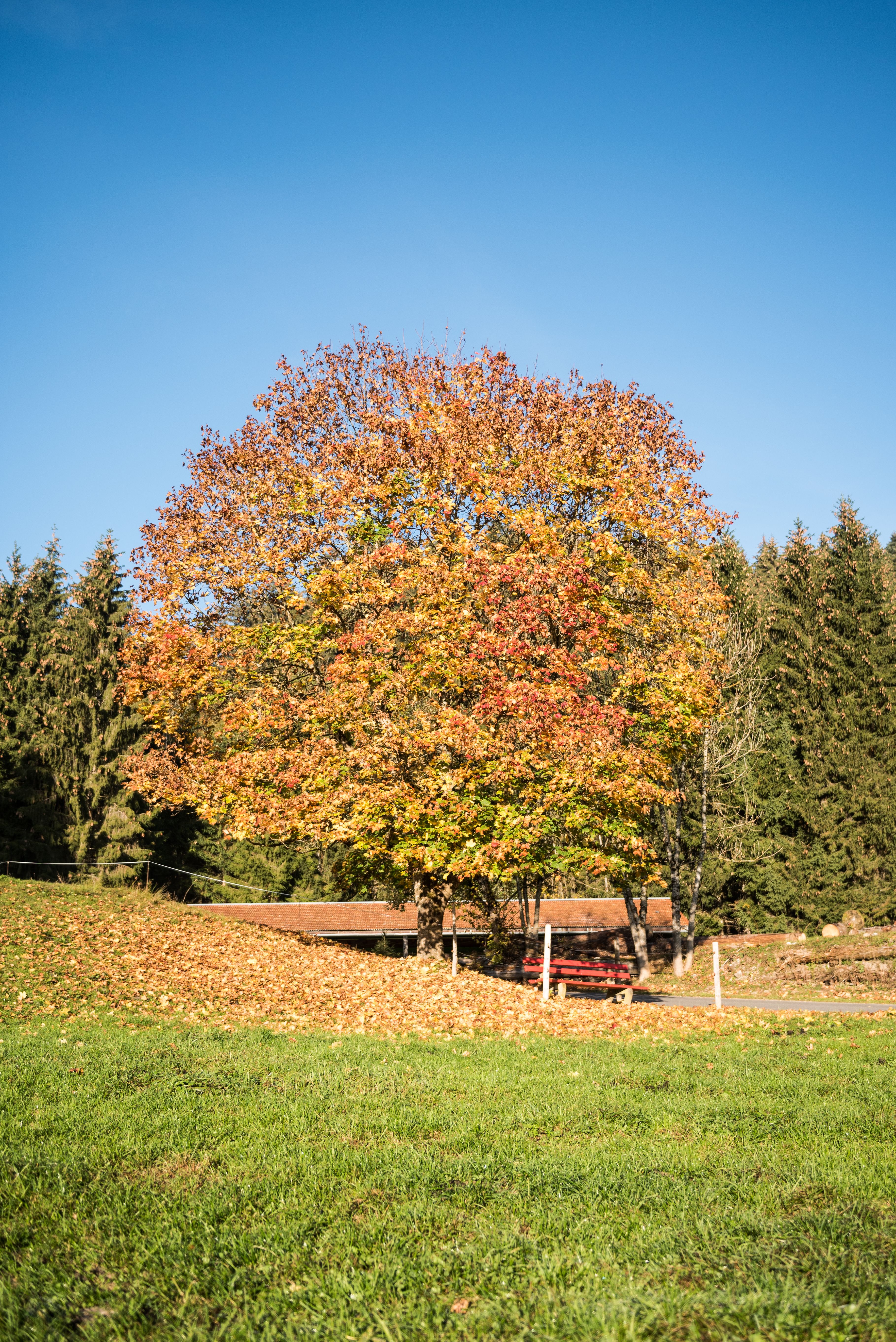 Farbenfroher Herbst in den Hörnerdörfern