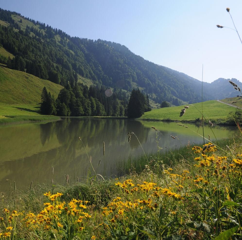 Radtour ab Balderschwang: Lecknertal - Scheidewang - Höllritzer Alpe