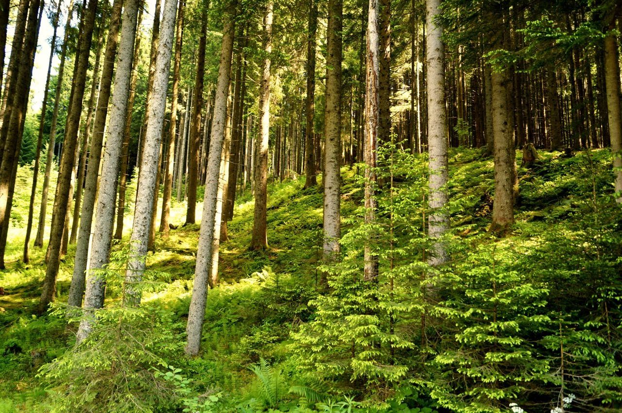 Wald am Gaisrücken