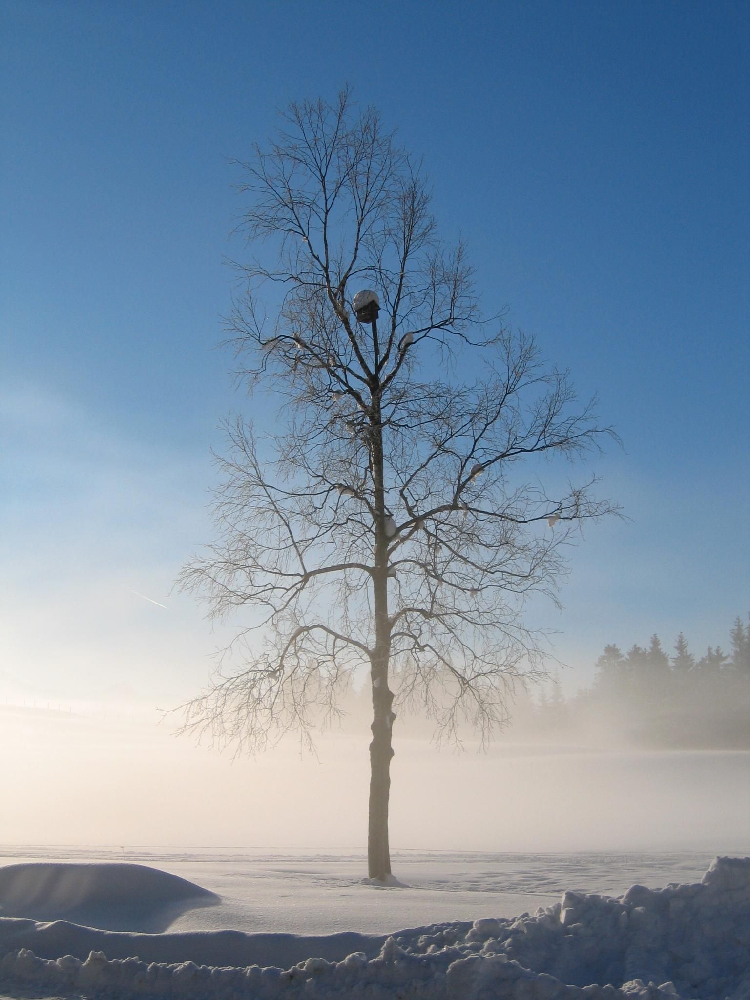 Winterwandern Tiefenberger Moos