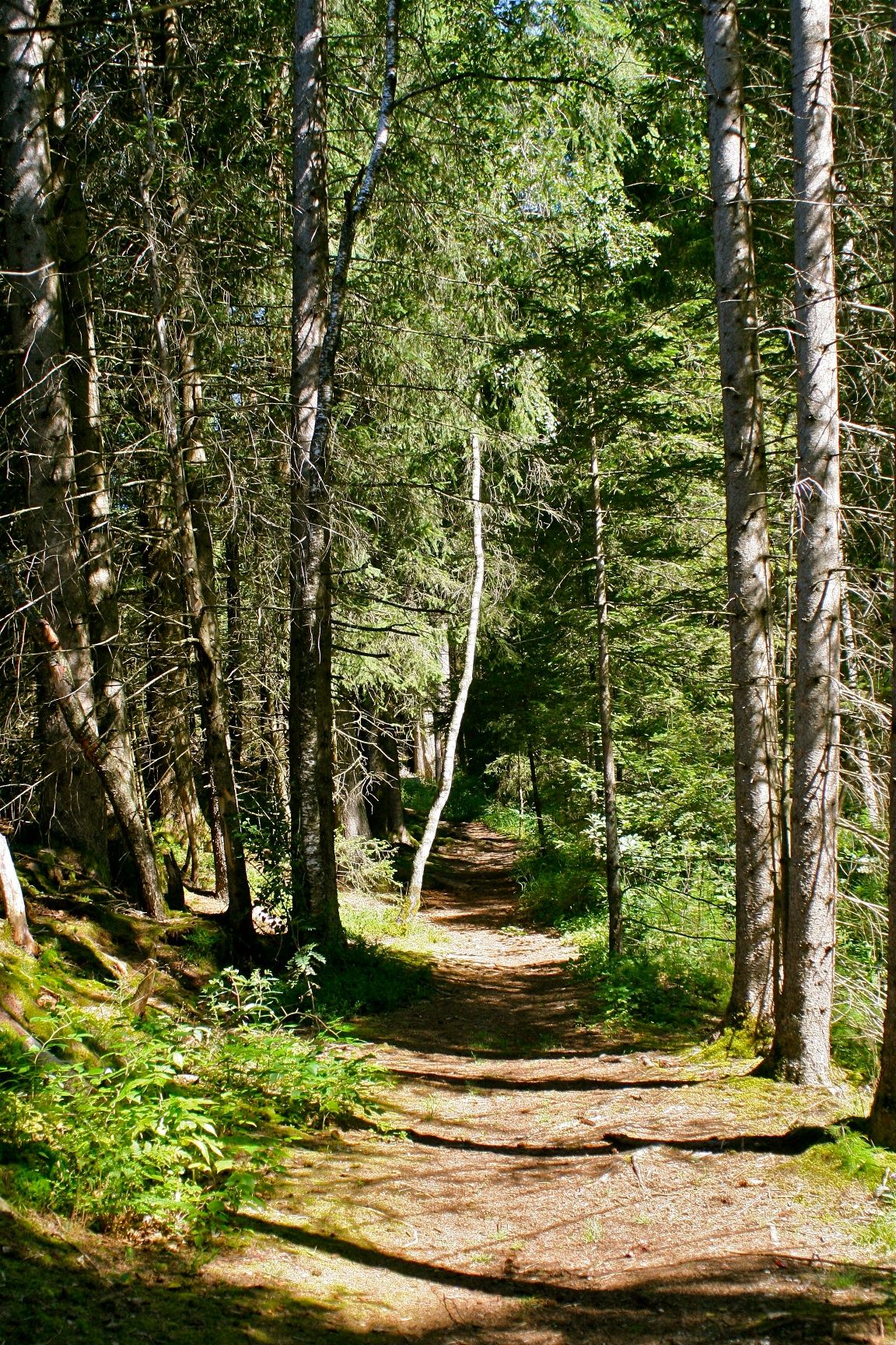 Waldpfad im Tiefenberger Moos