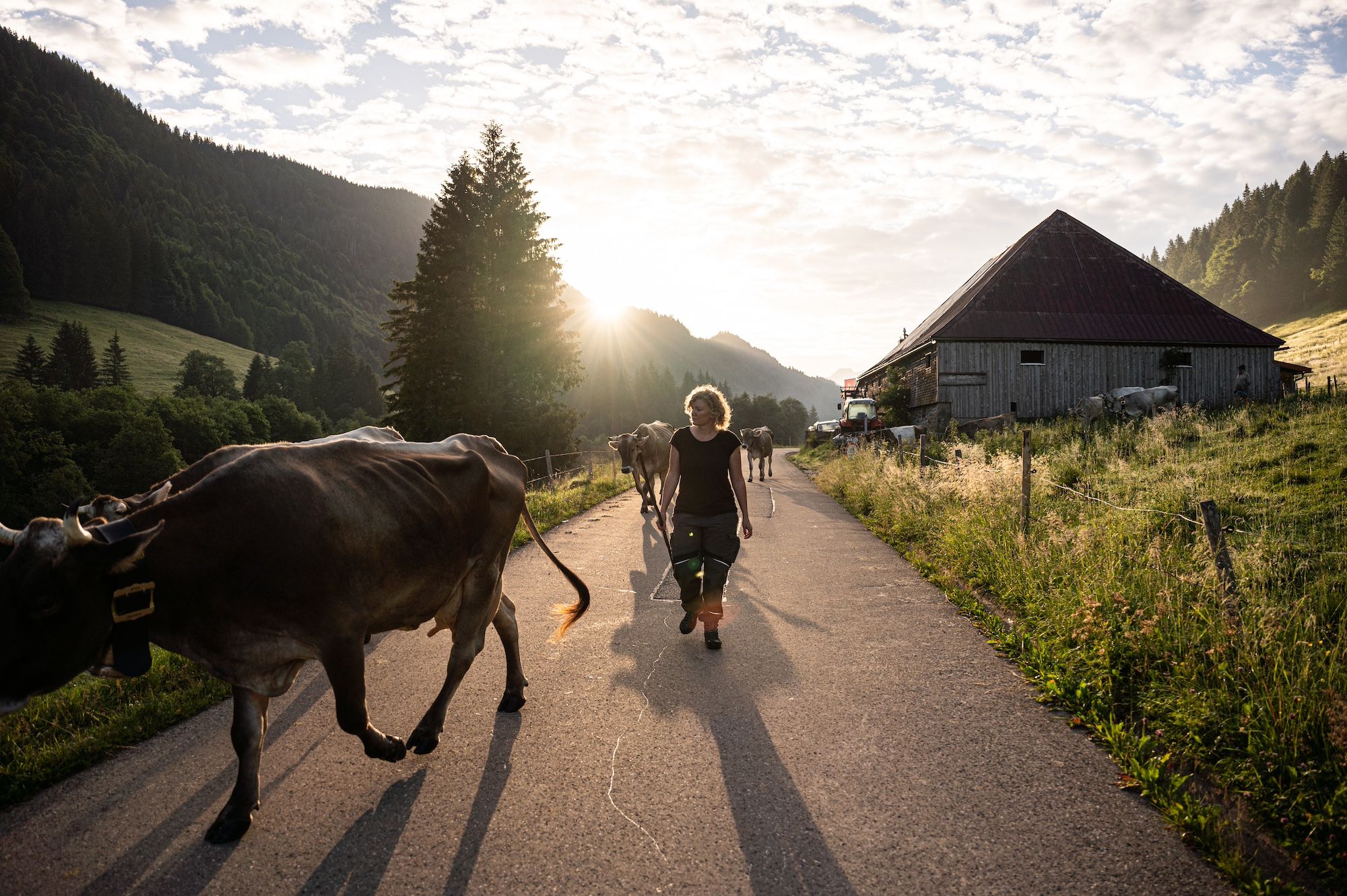Hörnerdörfer Originale - Vieh auf der Alpe Schattwald