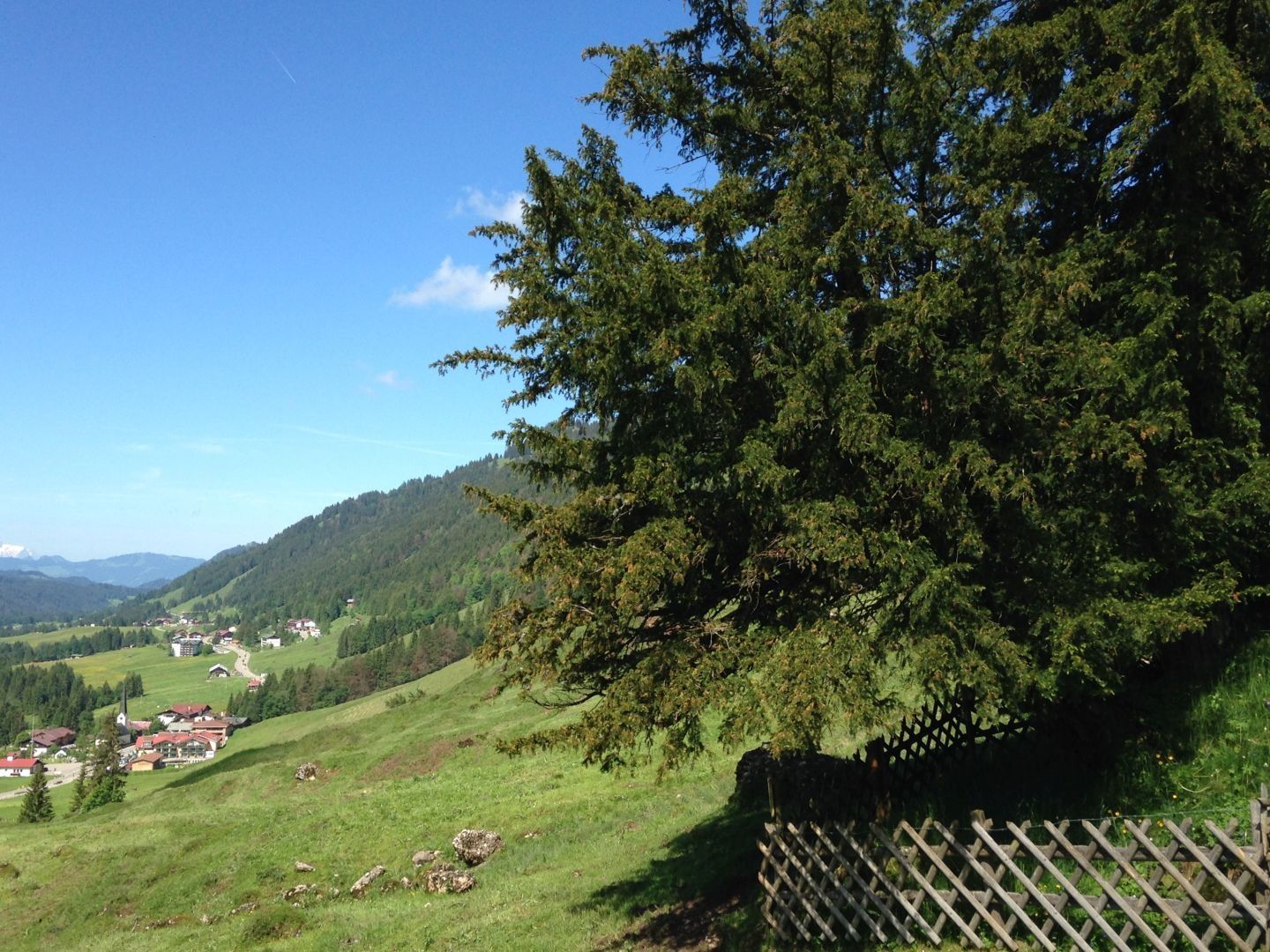 Alte Eibe in Balderschwang