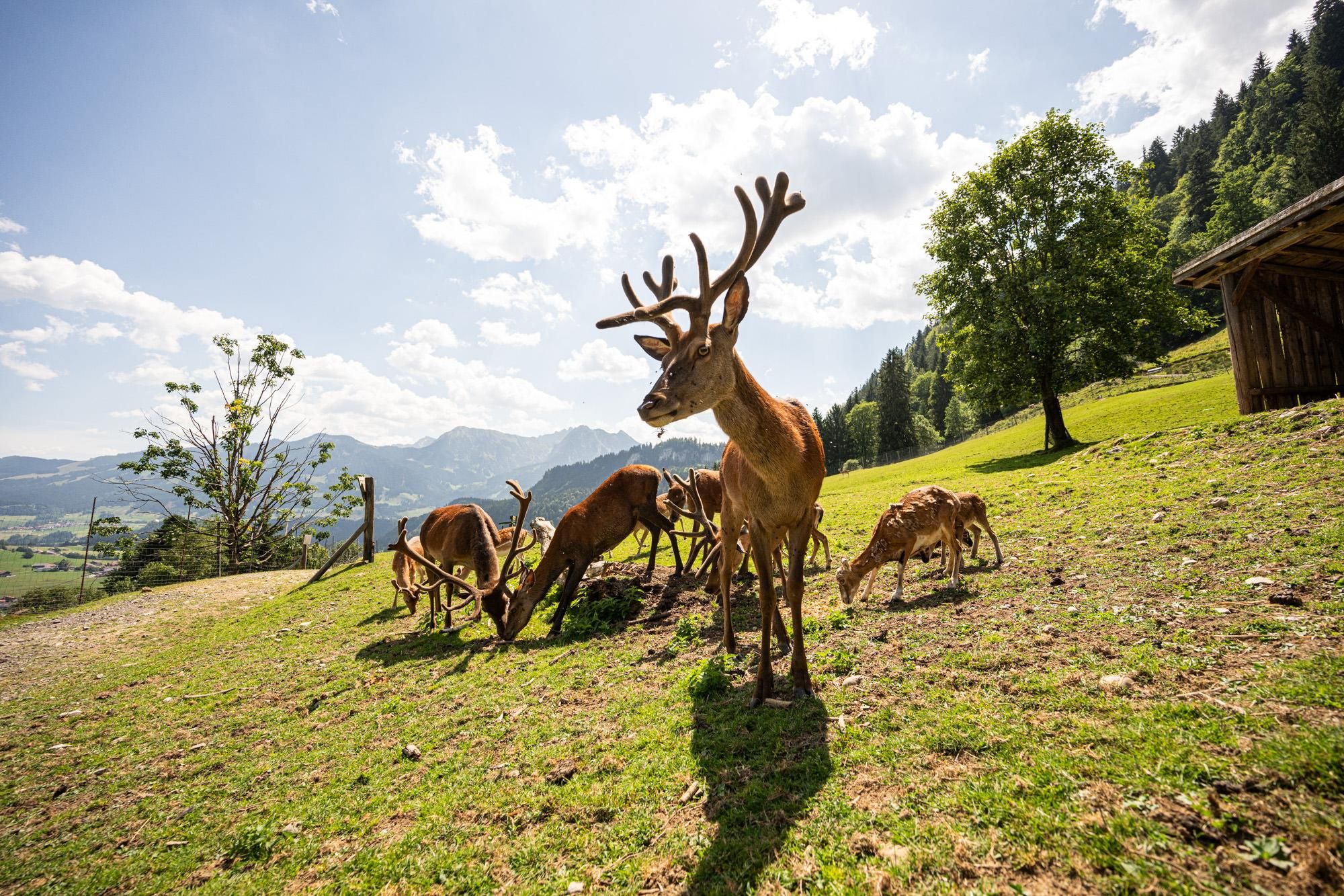 Alpenwildpark, Hirsche - Obermaiselstein im Allgäu