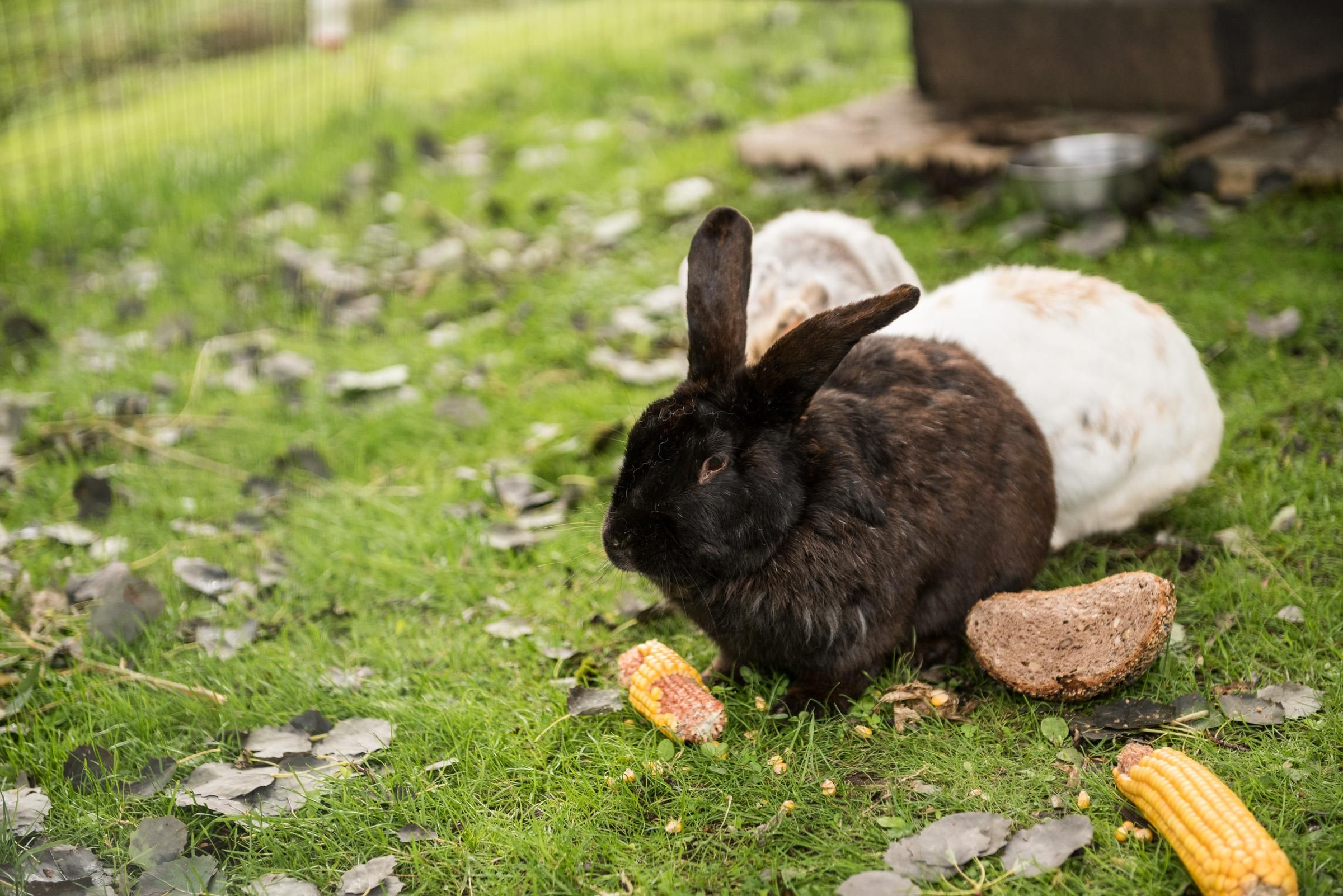 Hase in Obermaiselstein