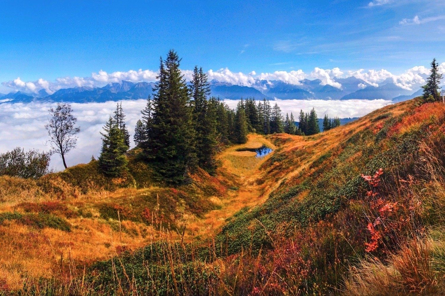 Herbstliche Moorlandschaft am Wannenkopf