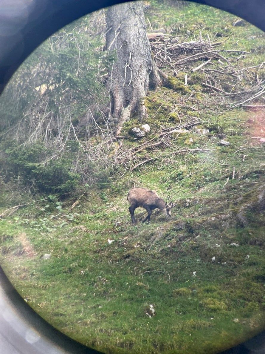 Gams am Fressen - Hörnerdörfer im Allgäu