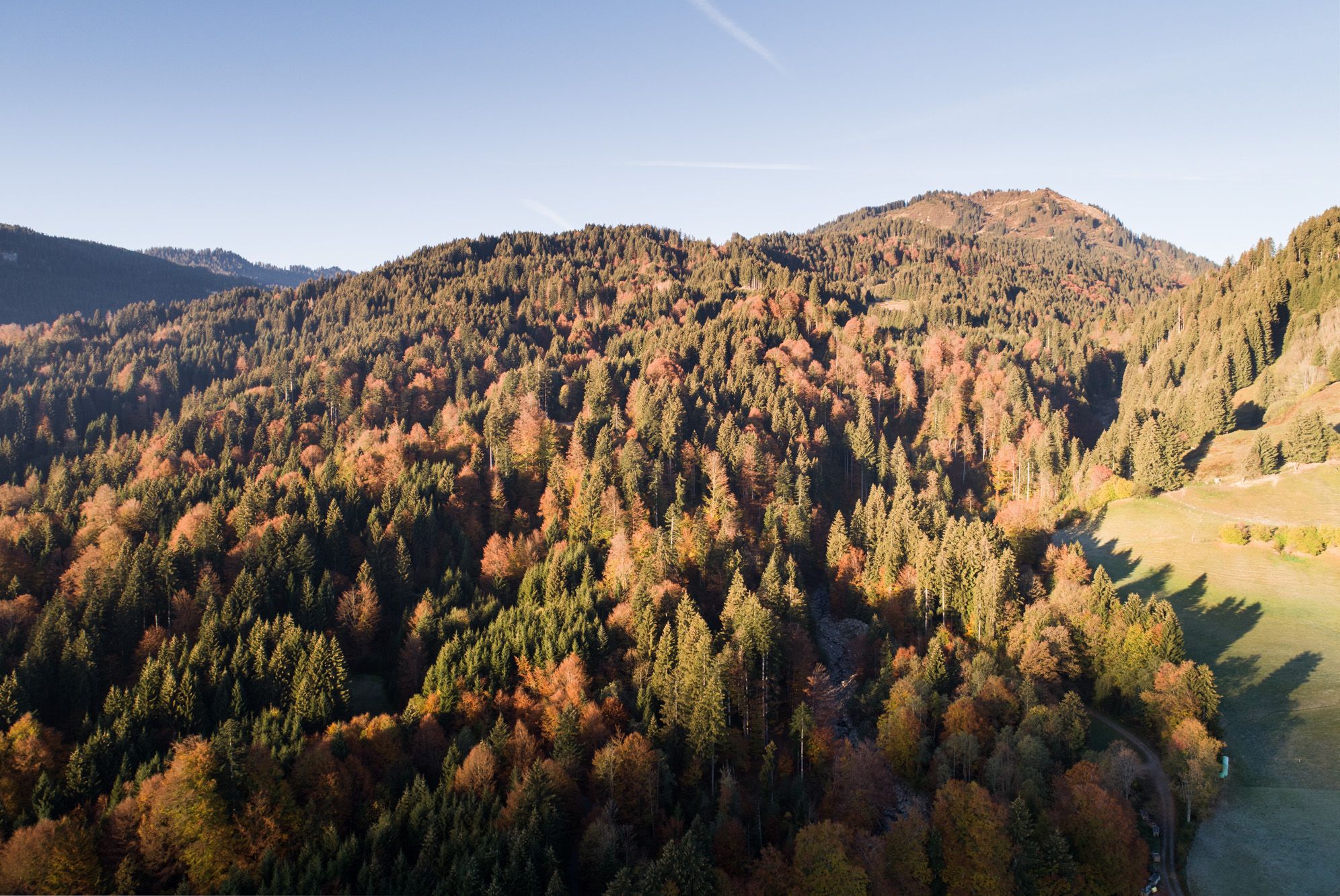 Herbstlicher Bergwald im Allgäu