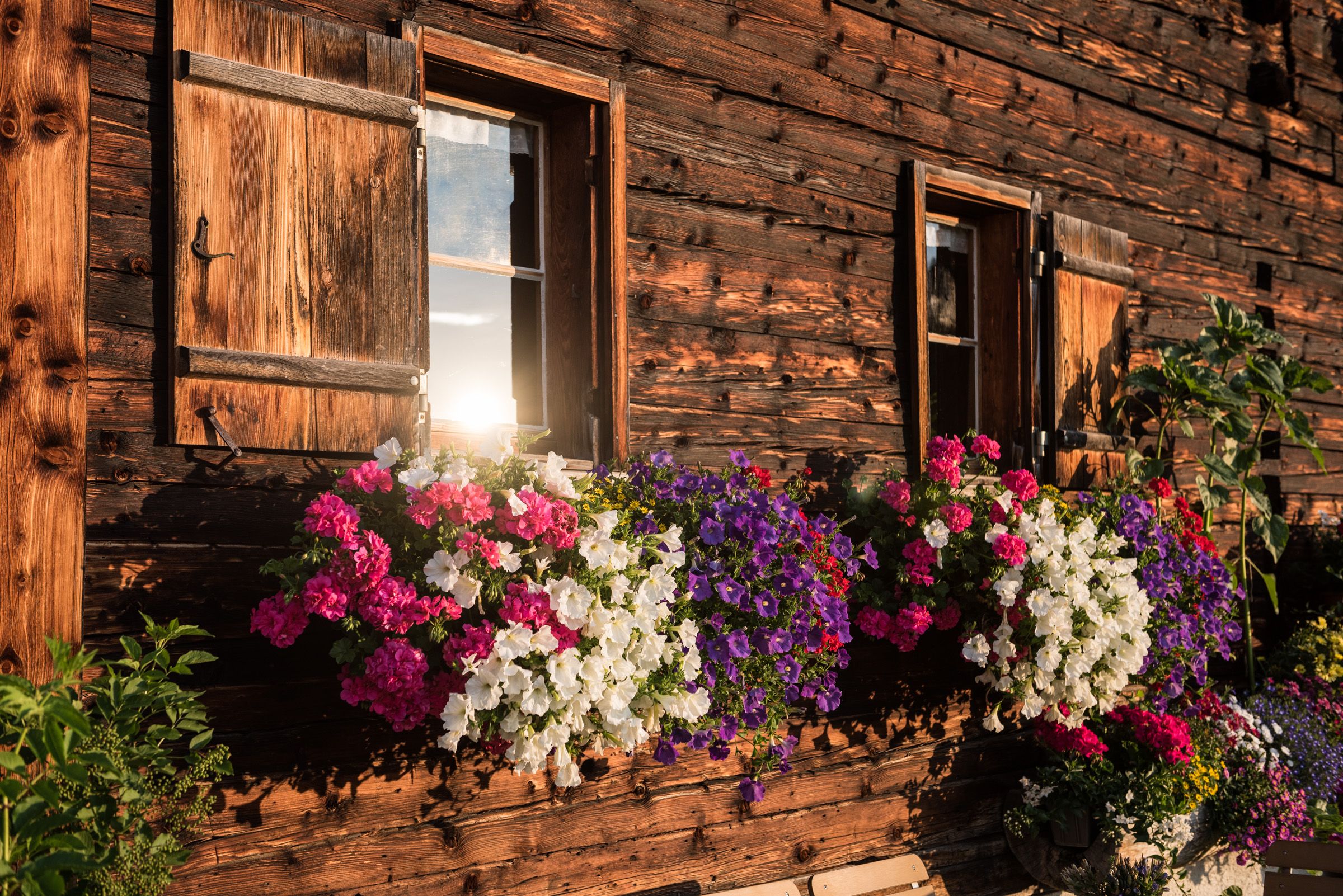 Blumen am Fenster der Alpe Osterberg in Obermaiselstein in den Hörnerdörfern im Allgäu