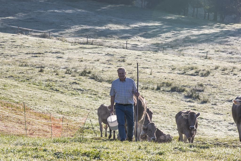 Rinder auf dem Almhof Lässer in Balderschwang