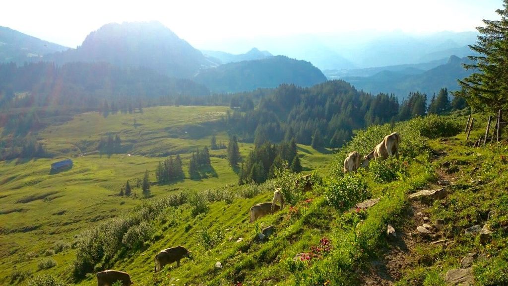 Wanderung am Piesenkopf bei Balderschwang