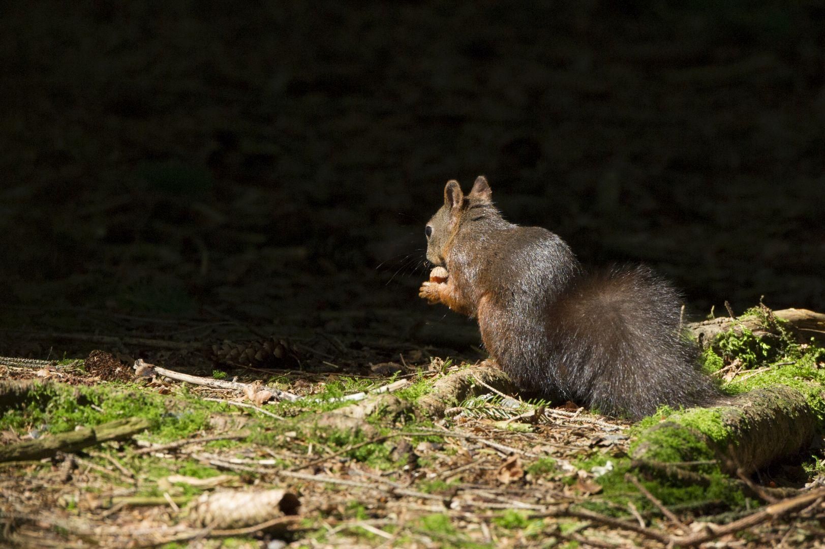 Die "Frechhörnchen" im Weidachwald in Fischen