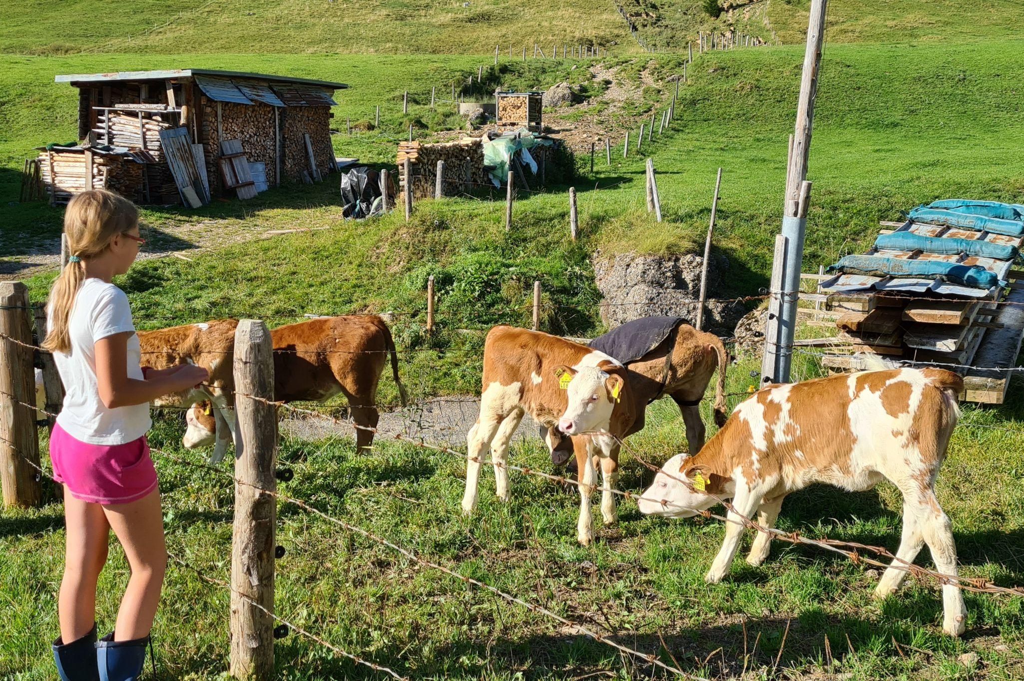 Kälble der Alpe Berg in Balderschwang