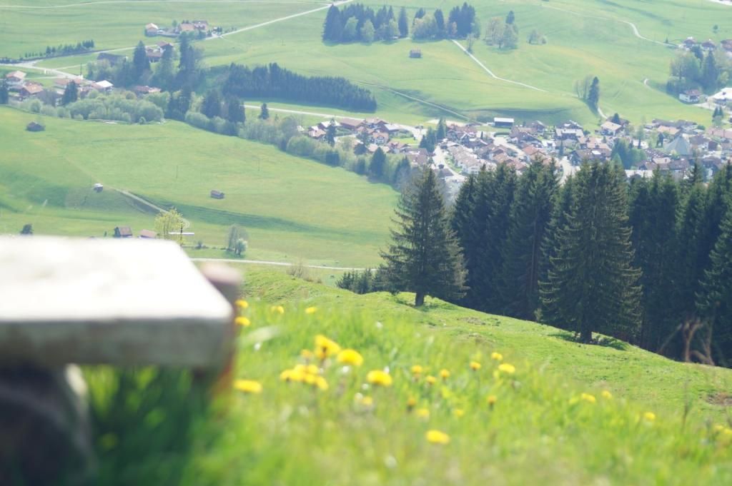 Blühende Alpwiesen um's Sonderdorfer Kreuz