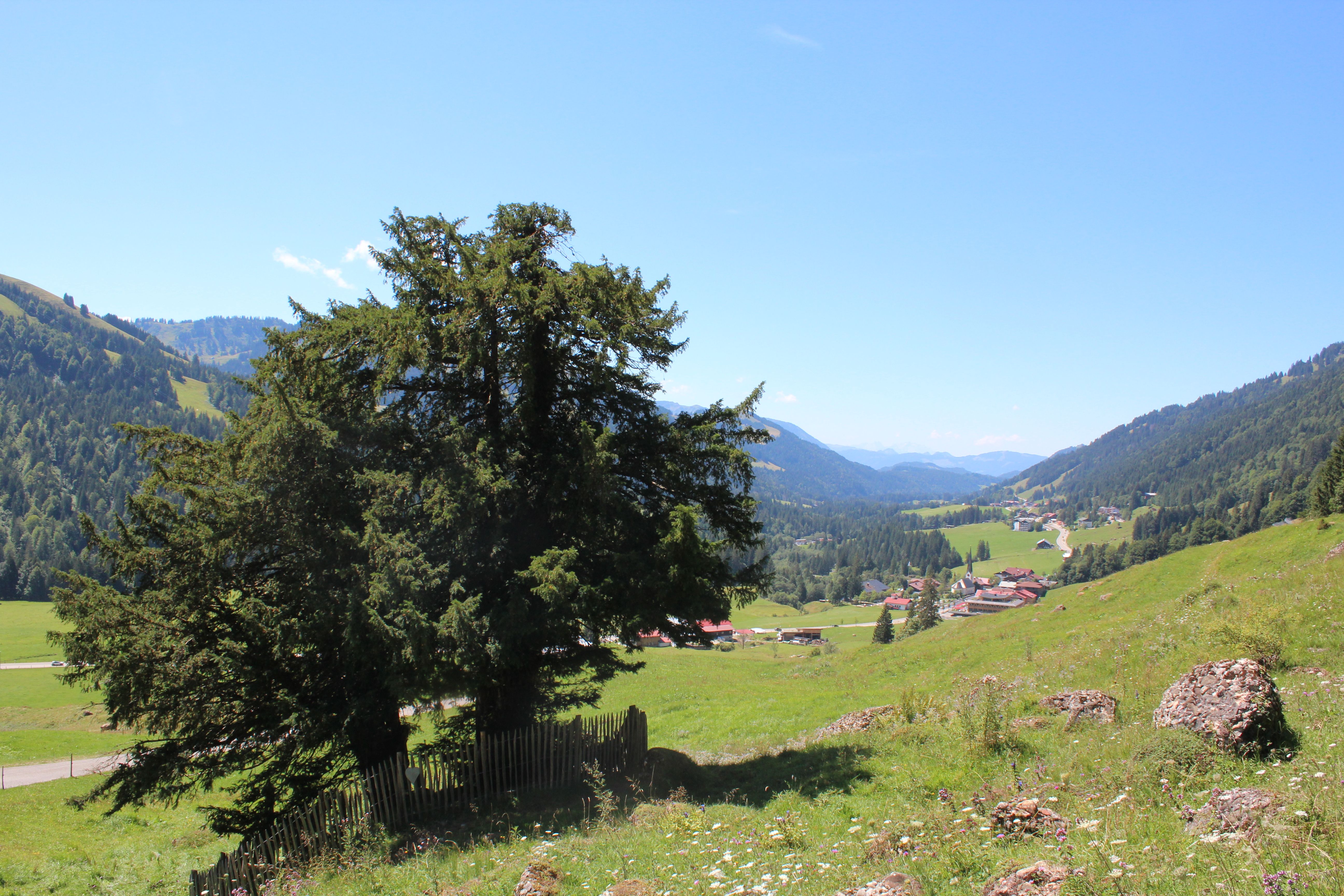 Alte Eibe in Balderschwang in den Hörnerdörfern im Allgäu