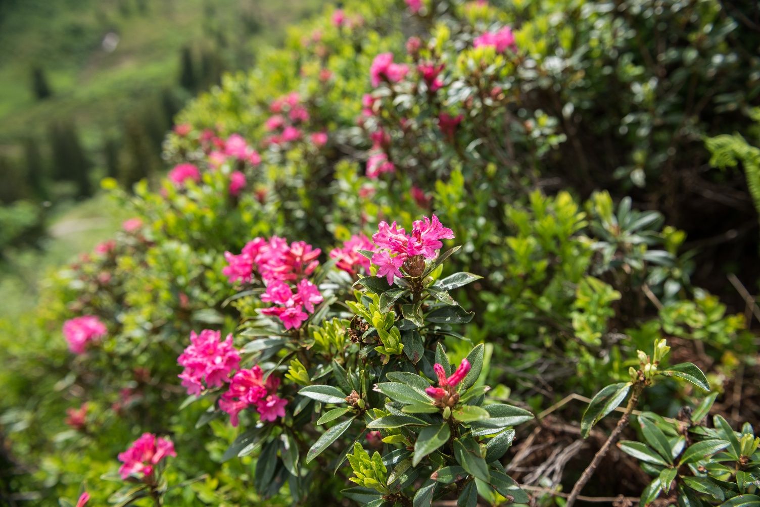 Alpenrosenblüte im Bolgental