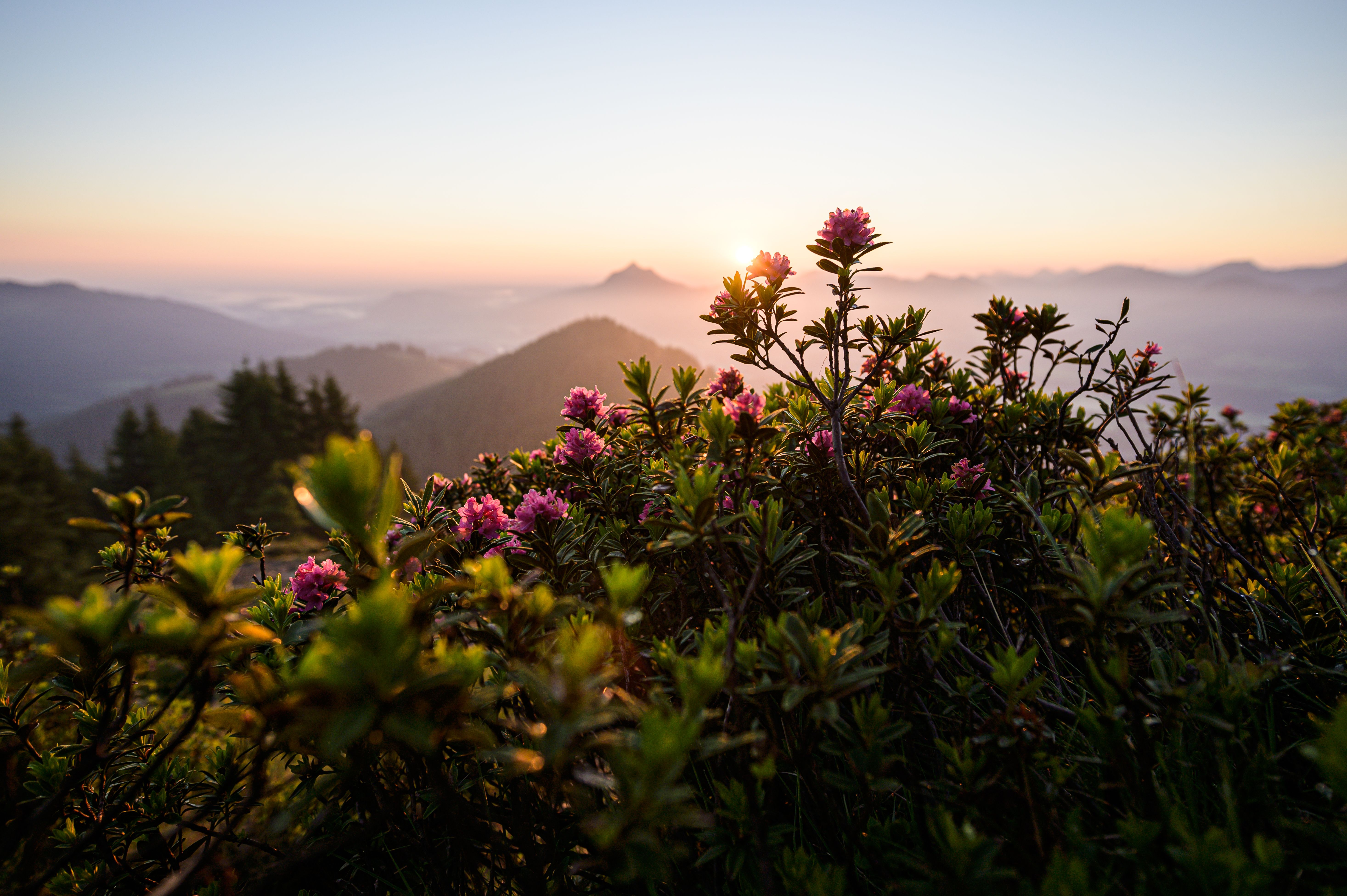 Die Alpenrosenblüte lässt sich meist im Juni bei einer Bergwanderung bestaunen  - Hörnerdörfer im Allgäu