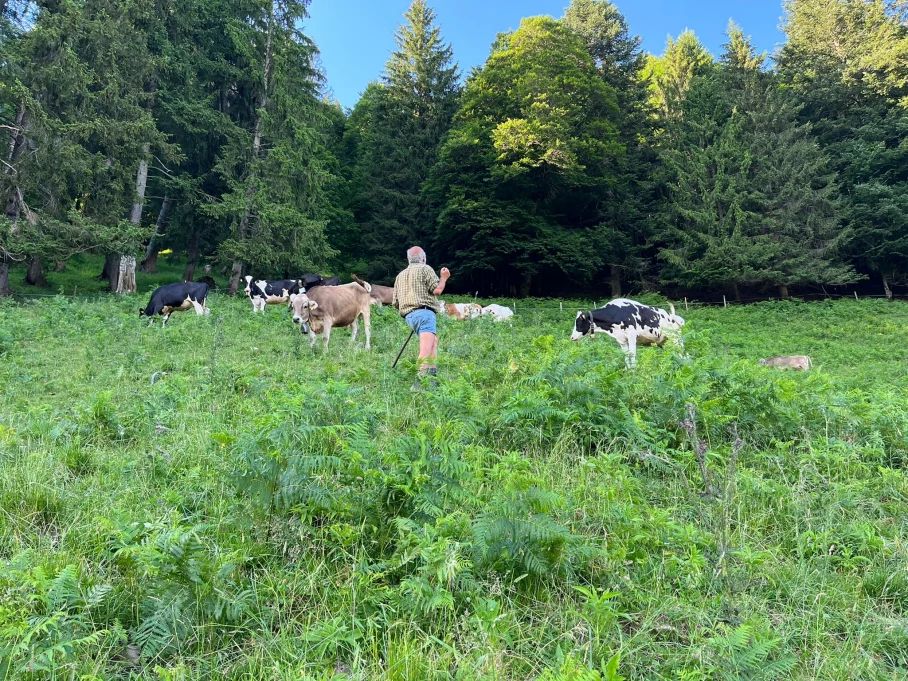 Senn Bernhard beim Kühe zählen auf der Weide - Hörnerdörfer im Allgäu