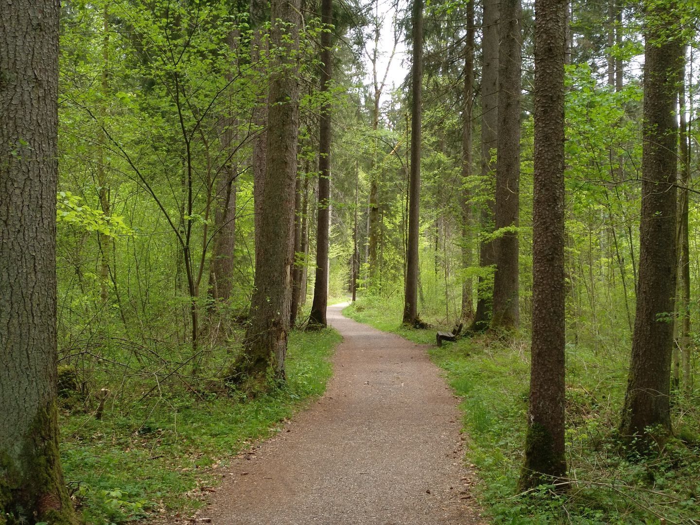 Auf dem Weg durch den Weidachwald bei Fischen im Allgäu