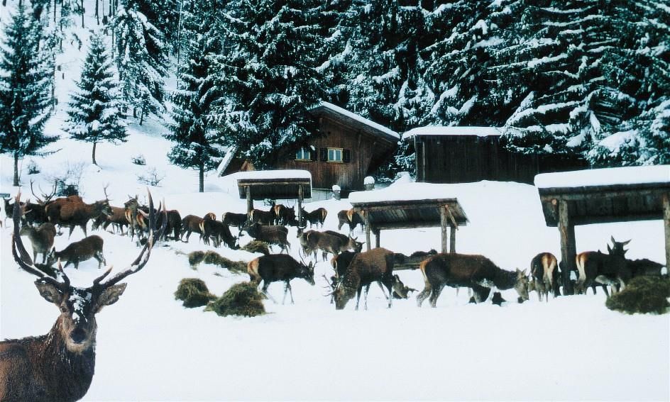 Wildfütterung im Alpenwildpark