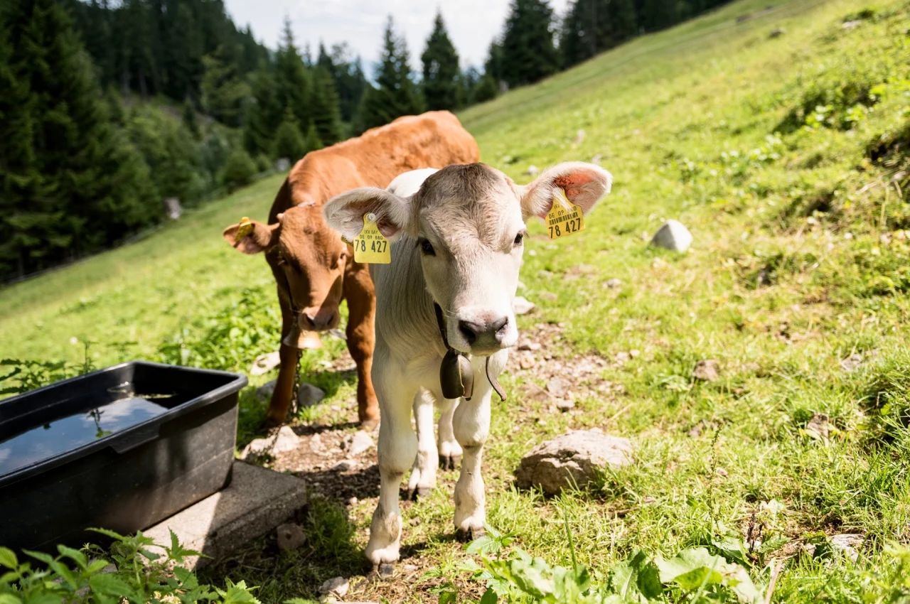 Schumpen auf der Herzberg Alpe bei Obermaiselstein - Hörnerdörfer im Allgäu