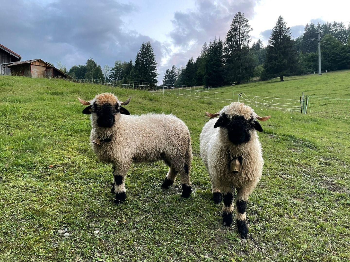 Wally, Anna und Luisa freuen sich auf euren Besuch