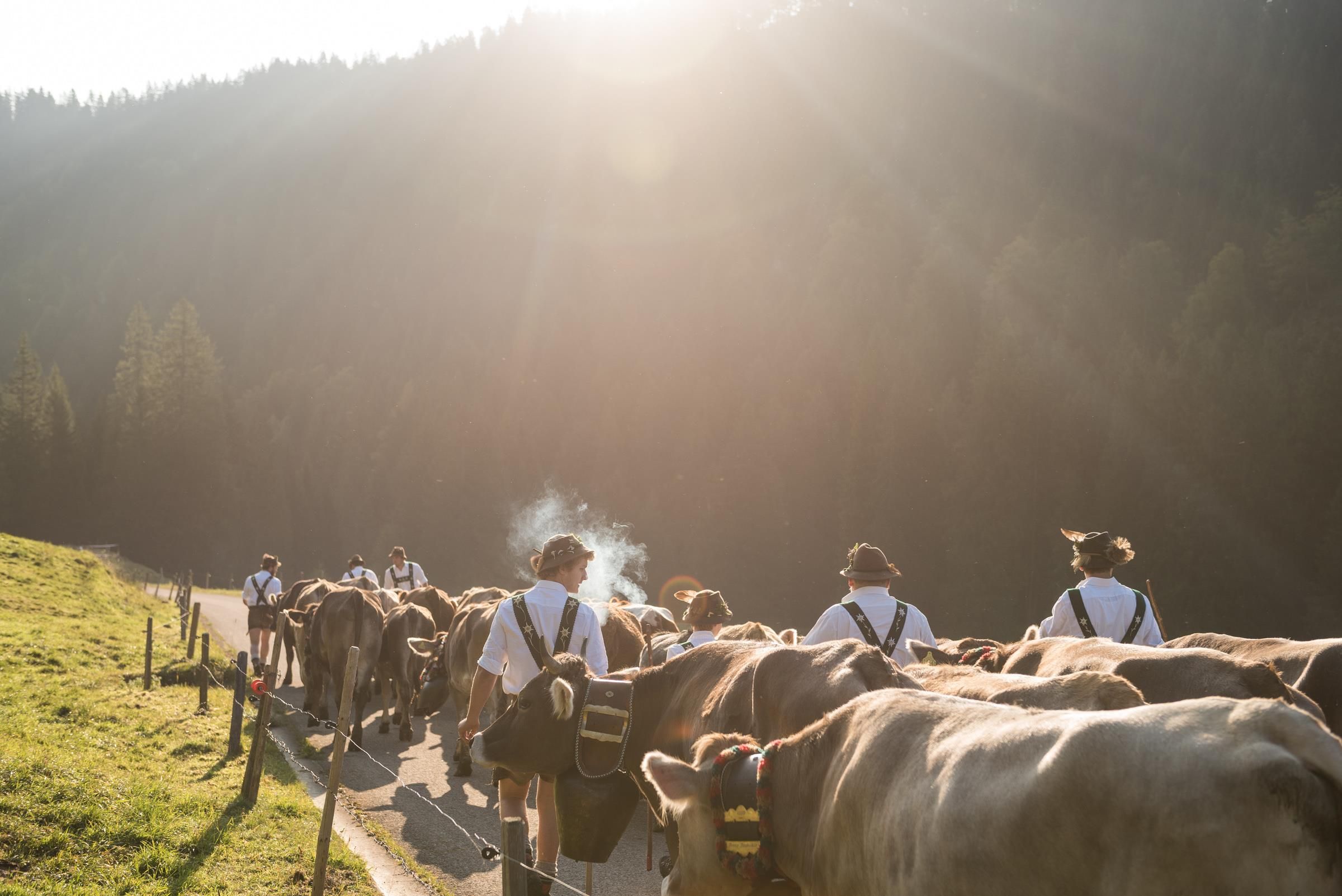 Viehzug in Richtung Tal