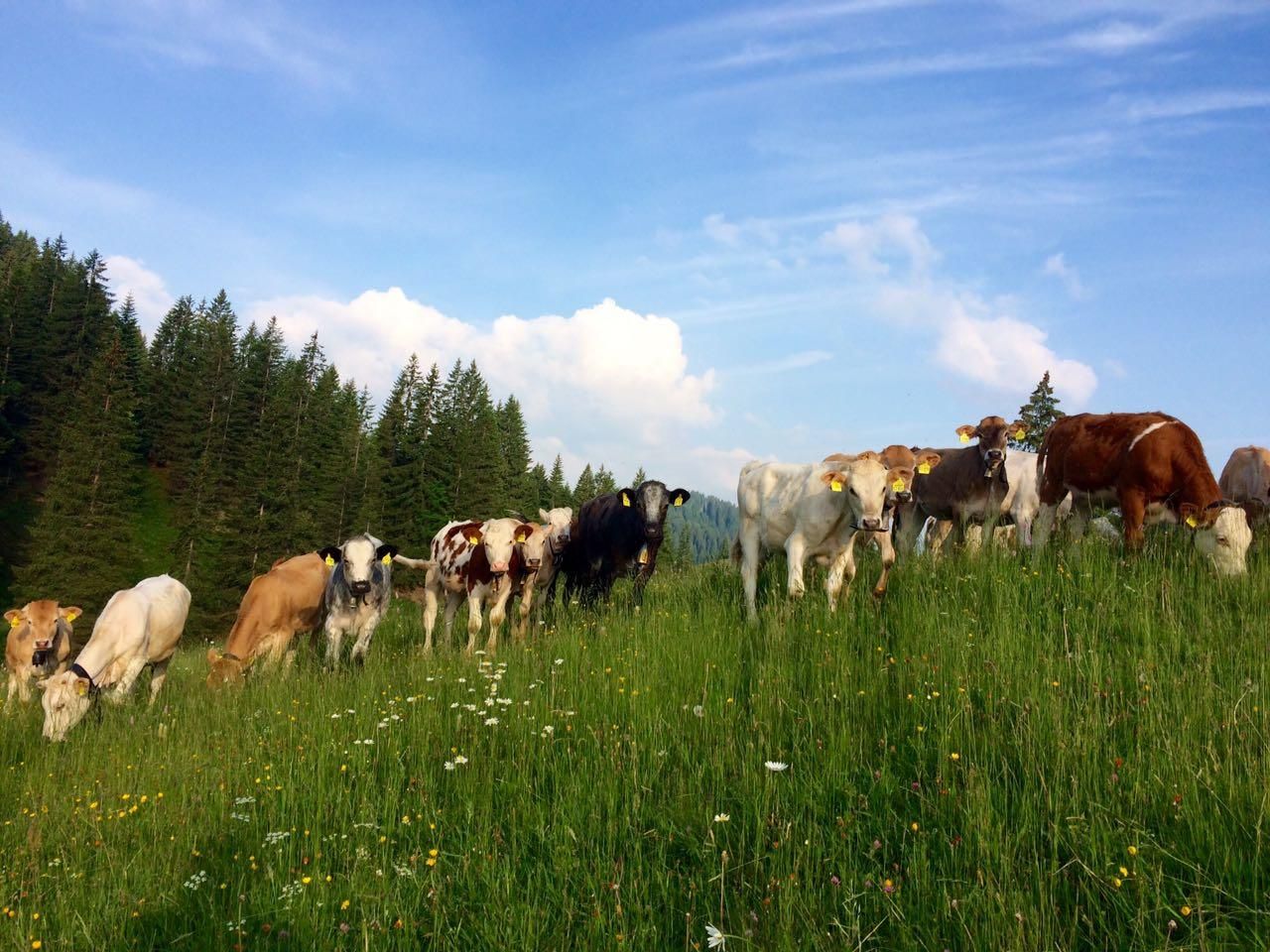 Alpwanderung in Obermaiselstein