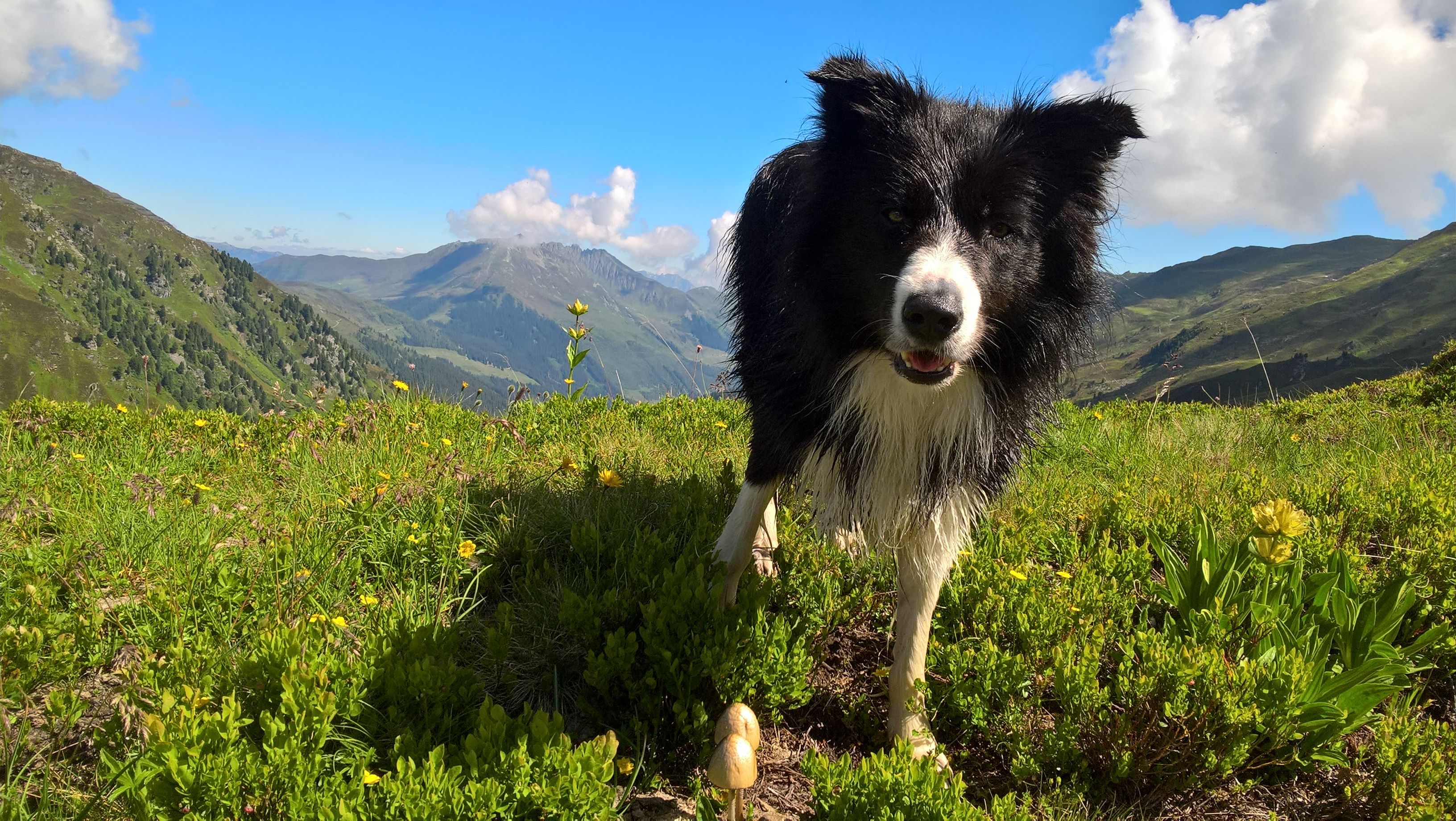 Wandern mit Hund - Hörnerdörfer im Allgäu