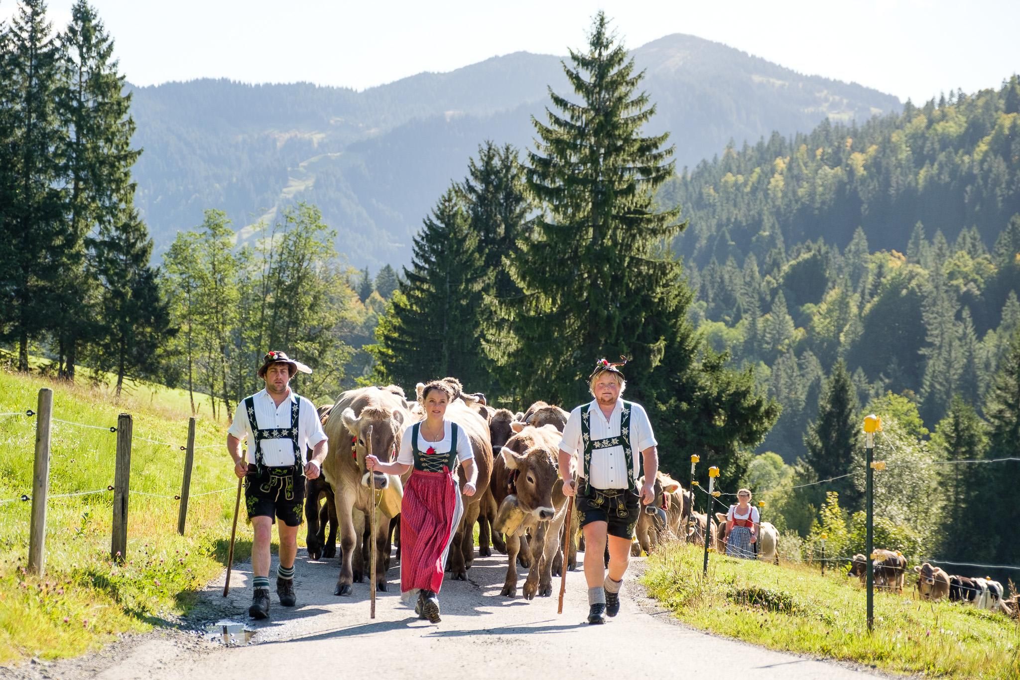 Viehscheid - Einzug der Kühe in Balderschwang