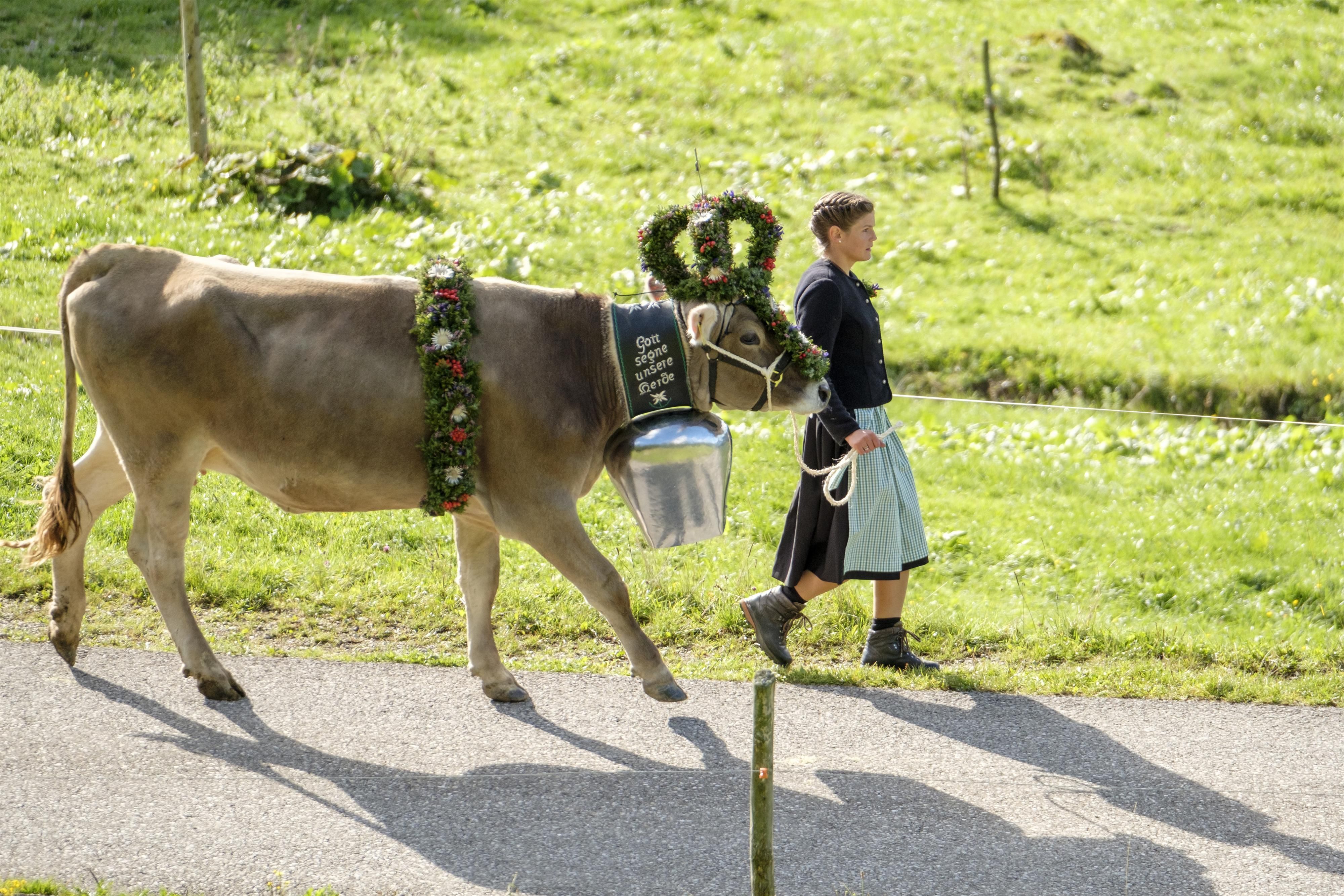 Kranzkuh mit Hirtin - Viehscheid in Balderschwang