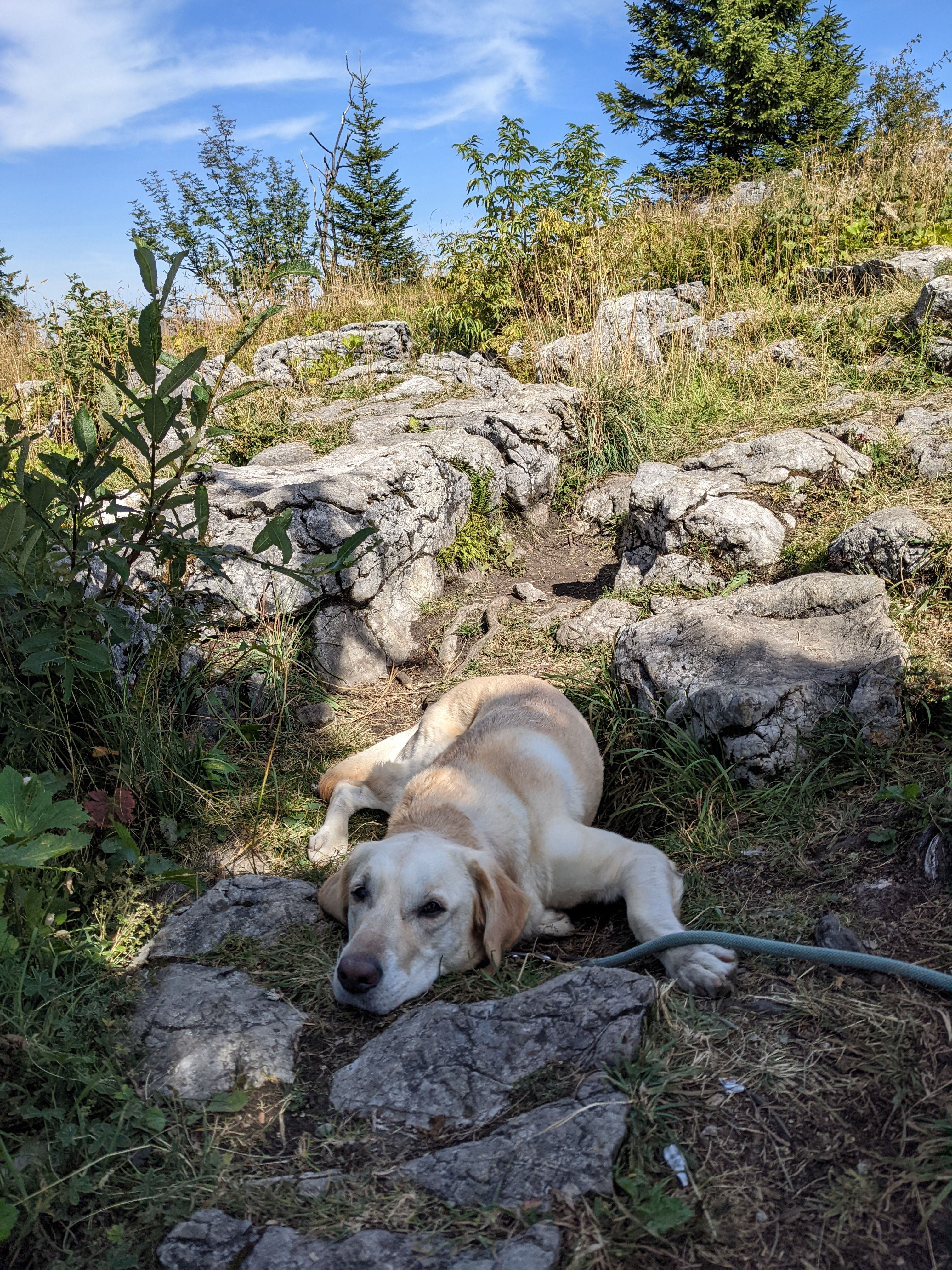 Rast beim Wandern mit Hund - Hörnerdörfer im Allgäu