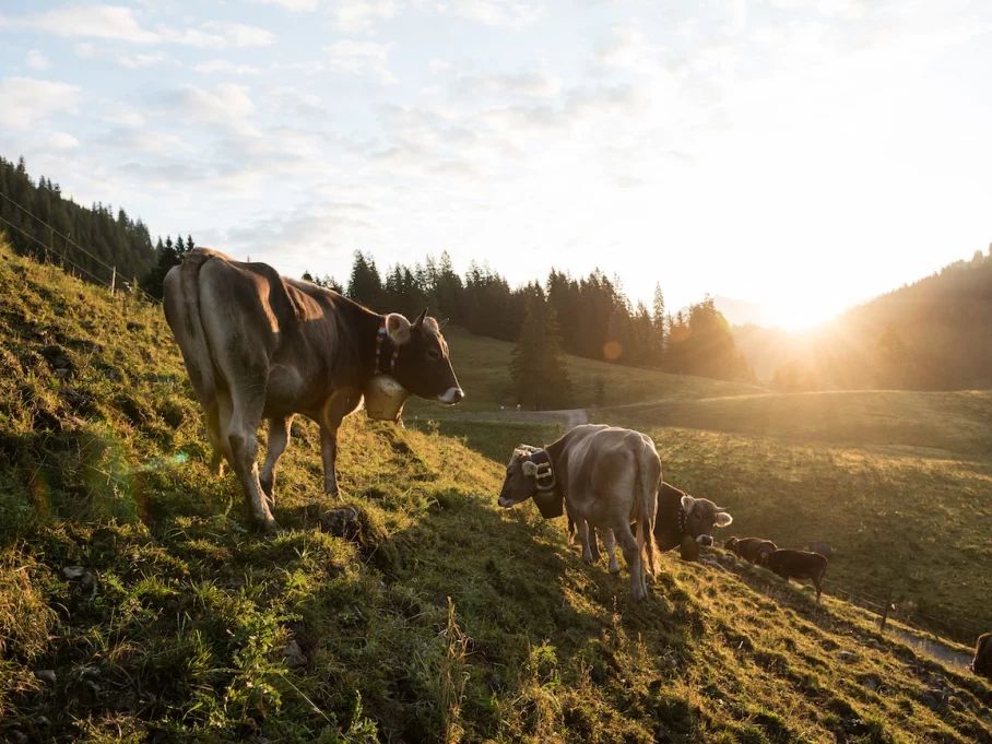 Das Vieh am Vorabend vor dem Viehscheid - Hörnerdörfer im Allgäu